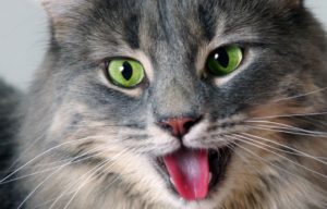 Heatstroke in Dogs and Cats | Pawsquad Online Vet Advice