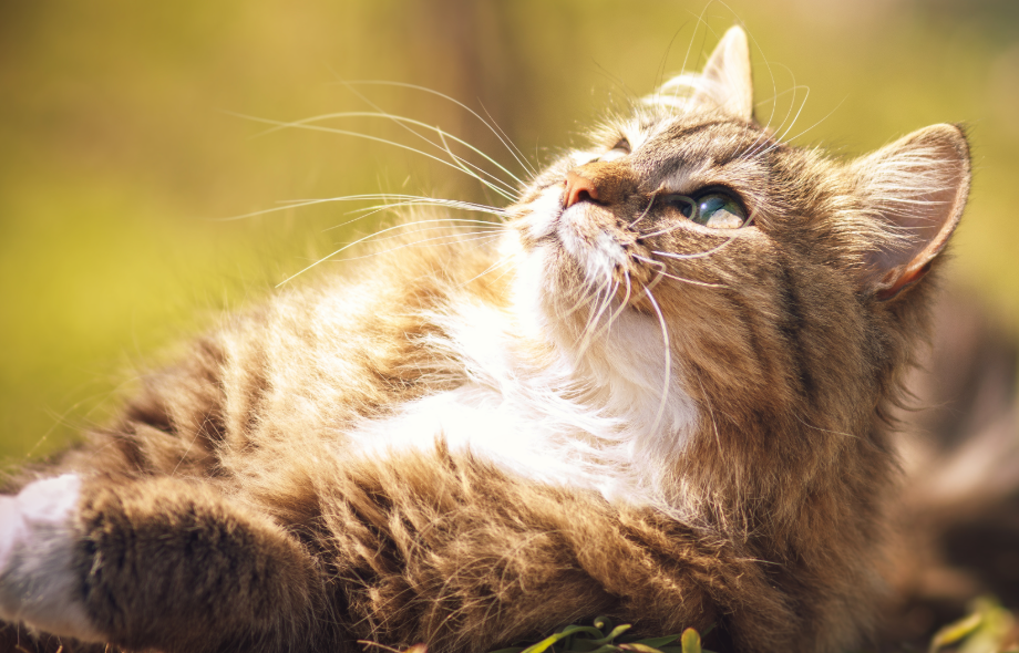 Sun Safety for Cats: Preventing Sunburn and Skin Cancer | Pawsquad