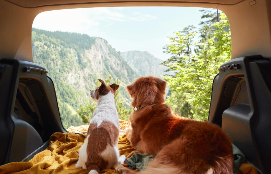 Taking Pets on holiday in a car | Pawsquad Vet Advice