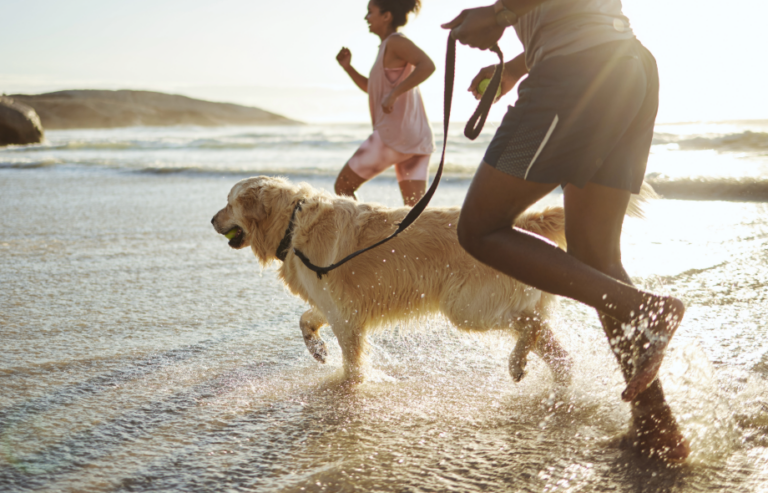 Taking Pets on holiday | Pawsquad Vet Advice