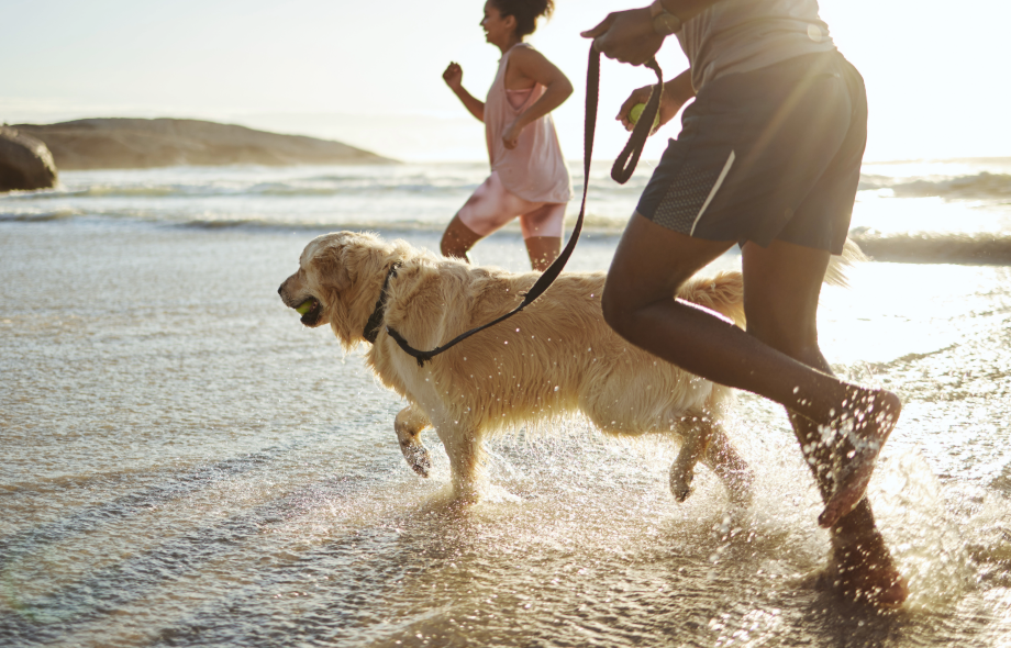 Taking Pets on holiday | Pawsquad Vet Advice
