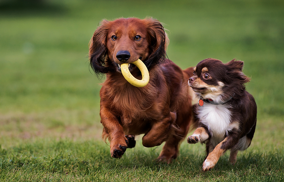 Safe Outdoor Play for Dogs: Two dogs playing with a rubber ring | Pawsquad