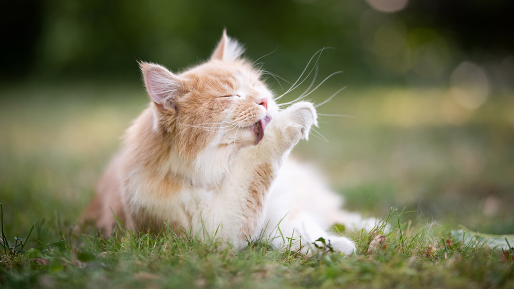 8 things cats wish their owners knew | PawSquad