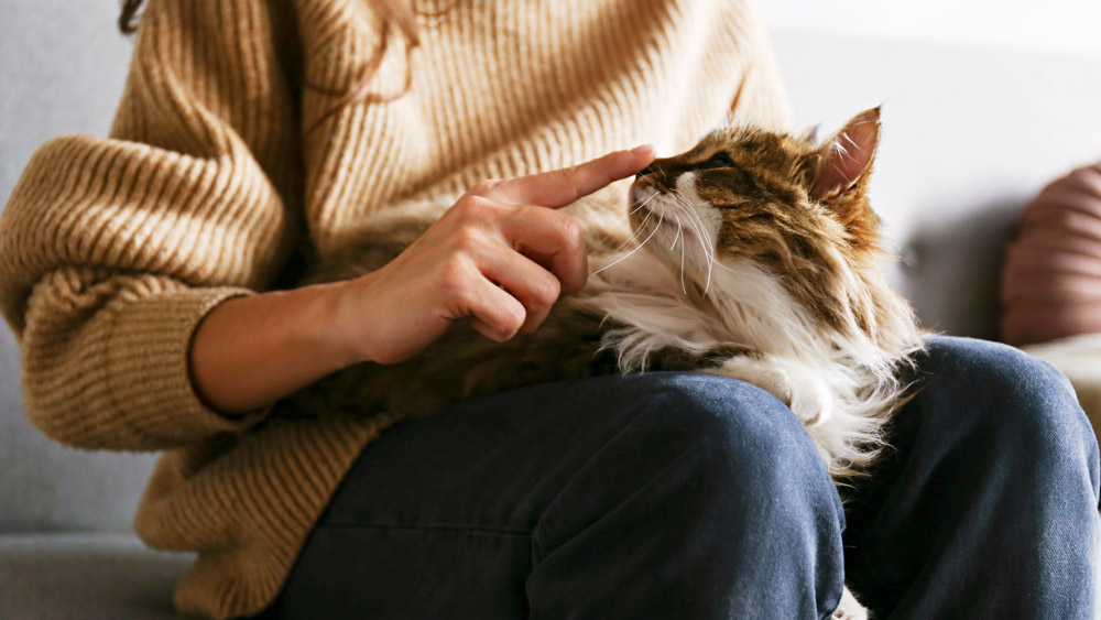 8 things cats wish their owners knew | PawSquad