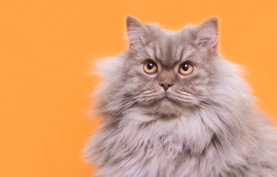 8 things cats wish their owners knew | PawSquad