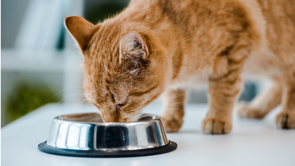 Cat nutrition - choosing the right diet | PawSquad