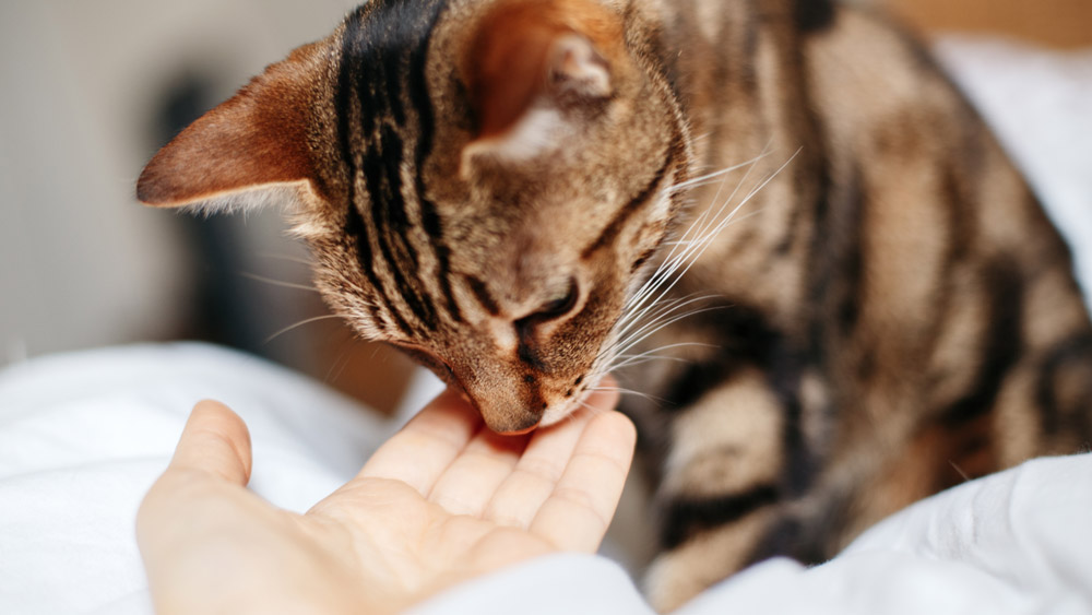 Cat nutrition - choosing the right diet | PawSquad