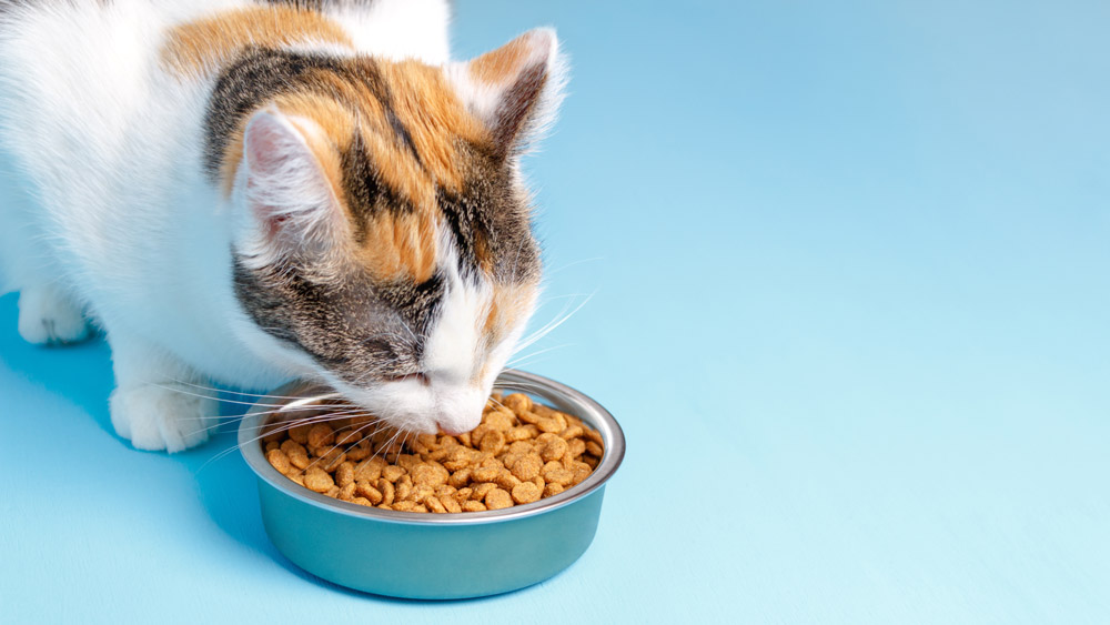 Cat nutrition - choosing the right diet | PawSquad