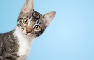 Cat nutrition - choosing the right diet | PawSquad