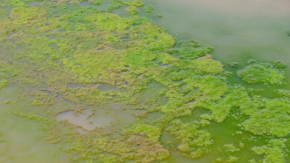 Blue-Green Algae - Dog water safety tips | PawSquad
