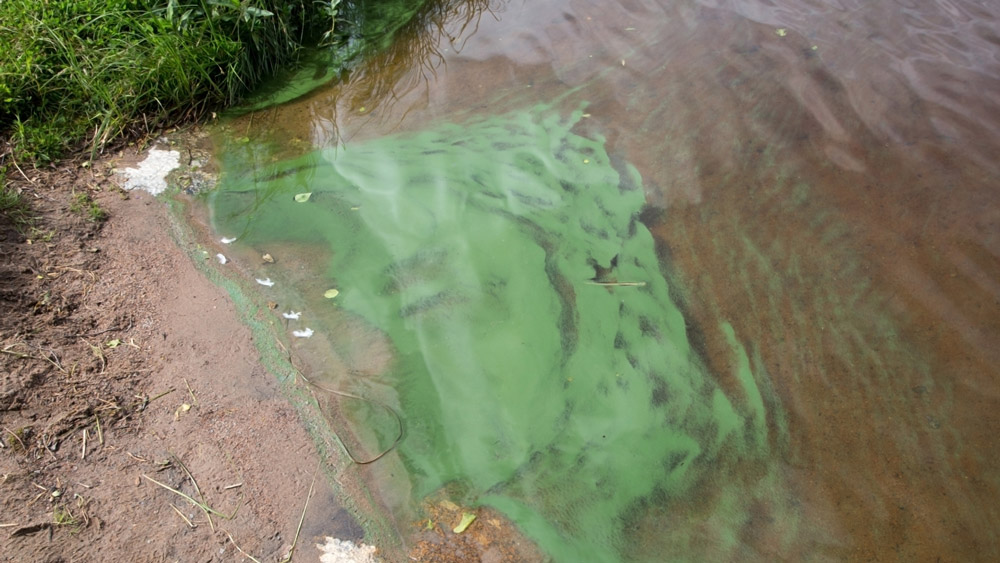 Blue-Green Algae - Dog water safety tips | PawSquad