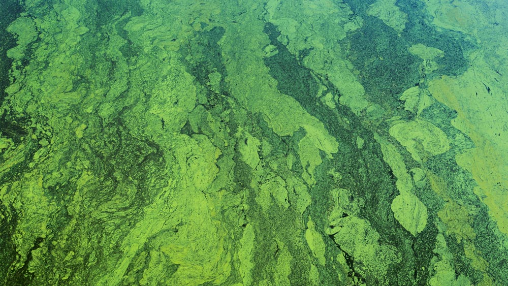 Blue-Green Algae - Dog water safety tips | PawSquad