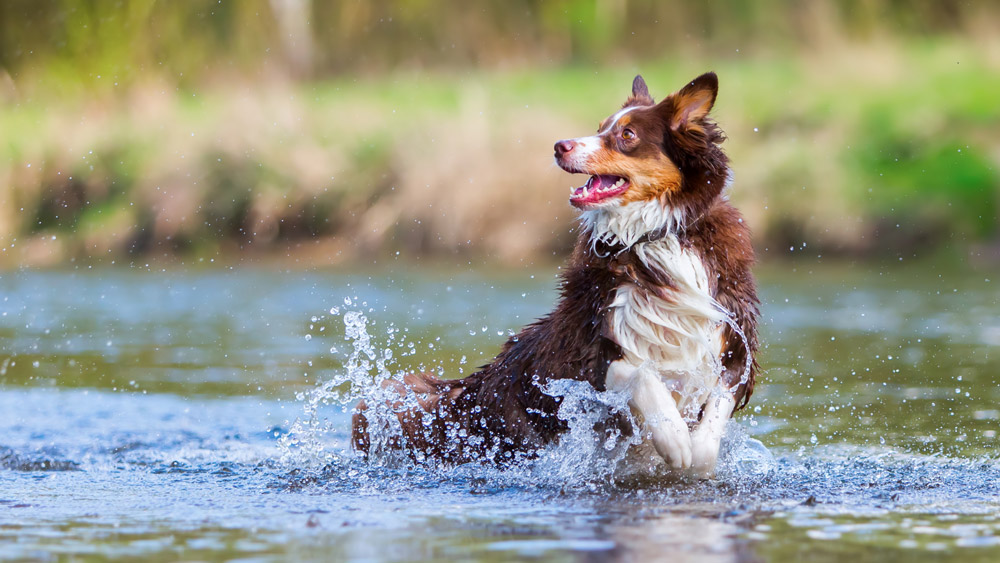 Dog in water - Dog water safety tips | PawSquad