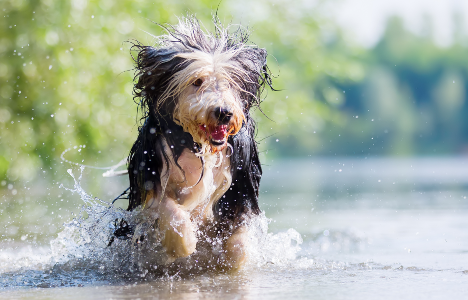 Dog water safety tips - can dogs swim safely? | PawSquad