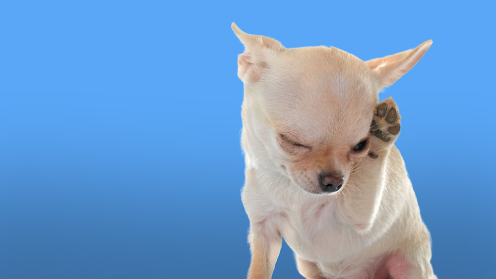 Eye conditions in pets - scratching | PawSquad