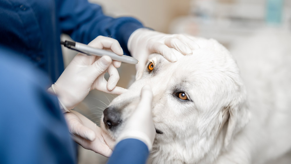Eye conditions in pets | PawSquad