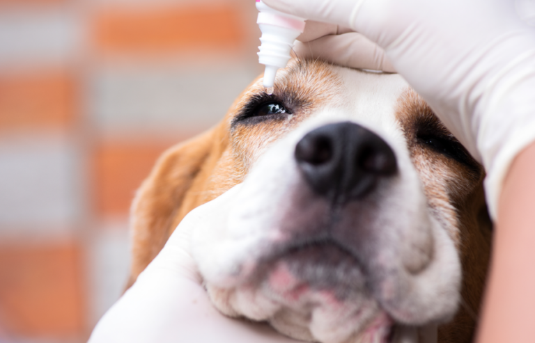 Eye conditions in pets | PawSquad