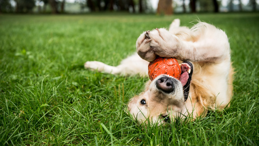 Summer ear problems in dogs | PawSquad
