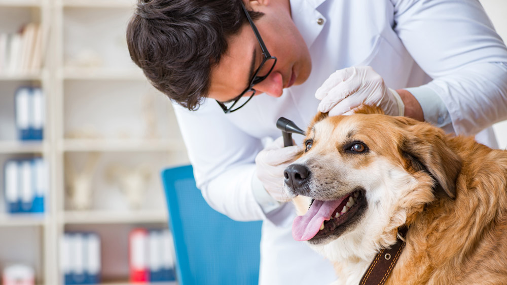 Summer ear problems in dogs | PawSquad