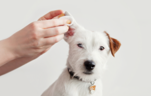 Summer ear problems in dogs | PawSquad