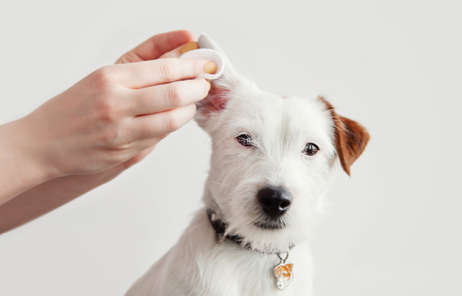 Summer ear problems in dogs | PawSquad
