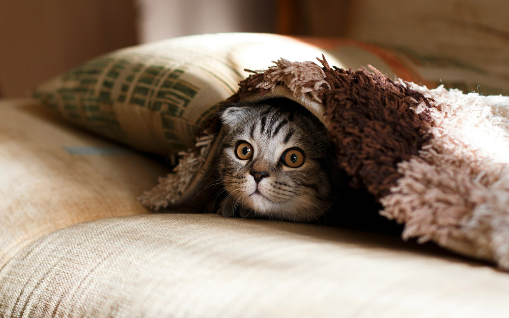 Why enrichment matters for your cat | PawSquad