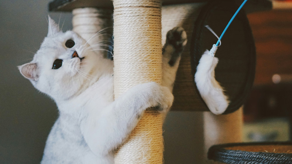 Why enrichment matters for your cat | PawSquad