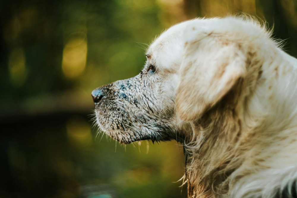 Autumn walk dangers for dogs - muddy walks | PawSquad