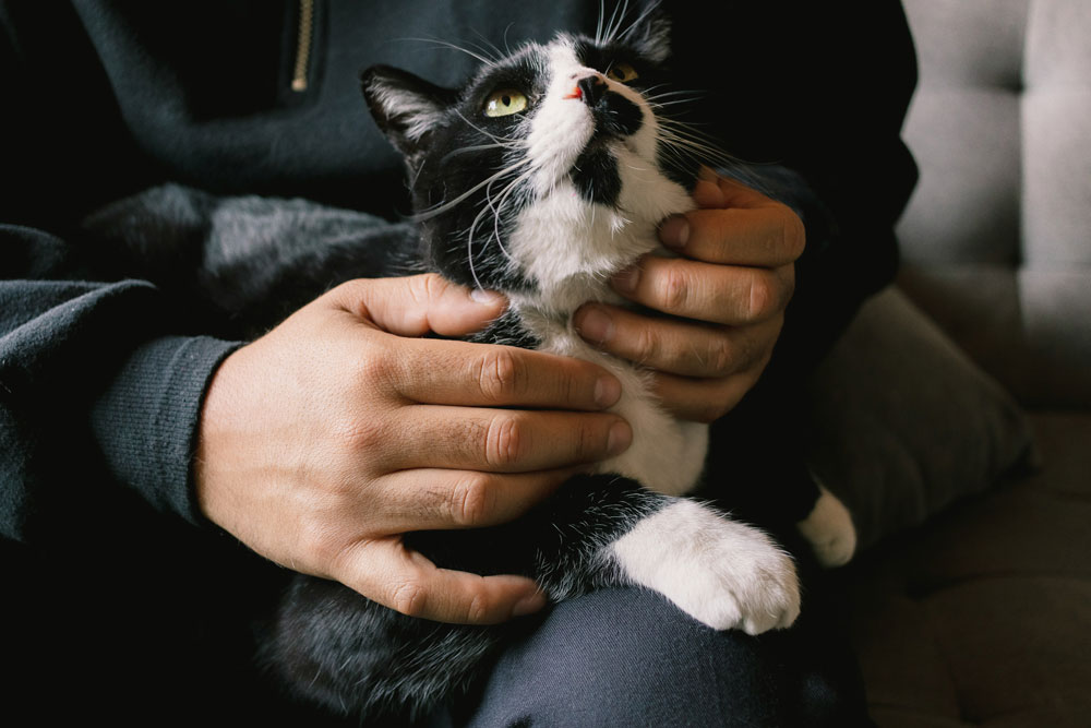 Autumn pet mobility - signs to look for | PawSquad