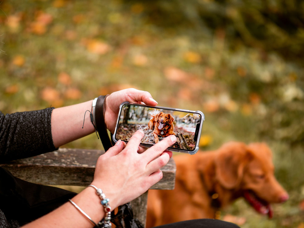 Autumn pet mobility - signs to look for | PawSquad