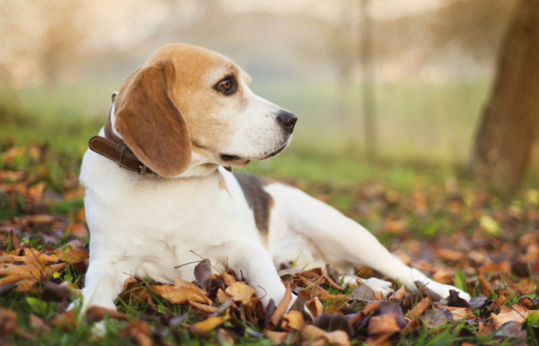 Autumn pet mobility - signs to look for | PawSquad