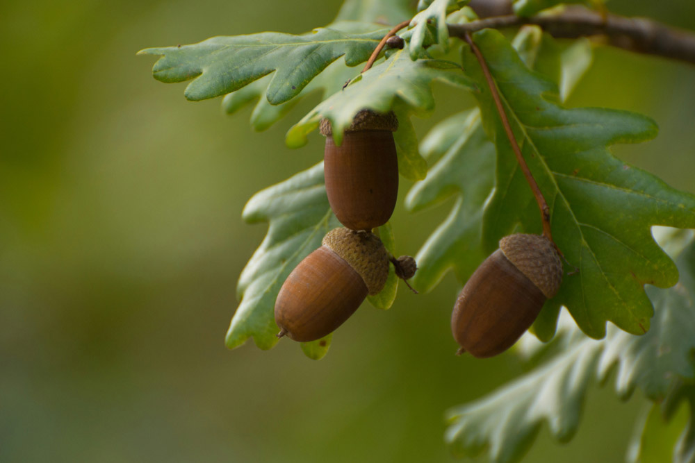 Autumn walk dangers for dogs - acorns | PawSquad