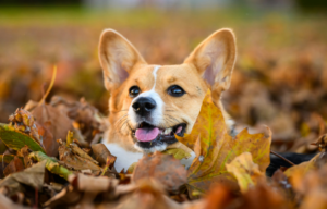 Autumn walk dangers for dogs | PawSquad