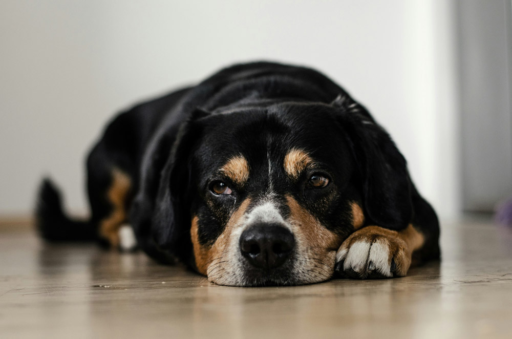 Back to school period for pets - alone time | PawSquad