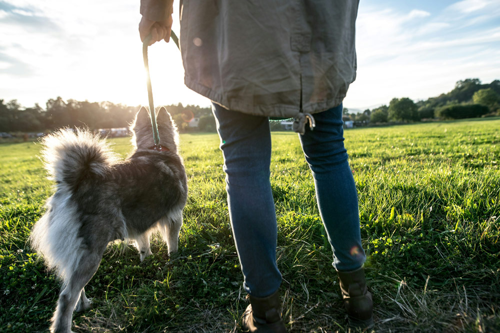 Back to school period for pets - tips | PawSquad