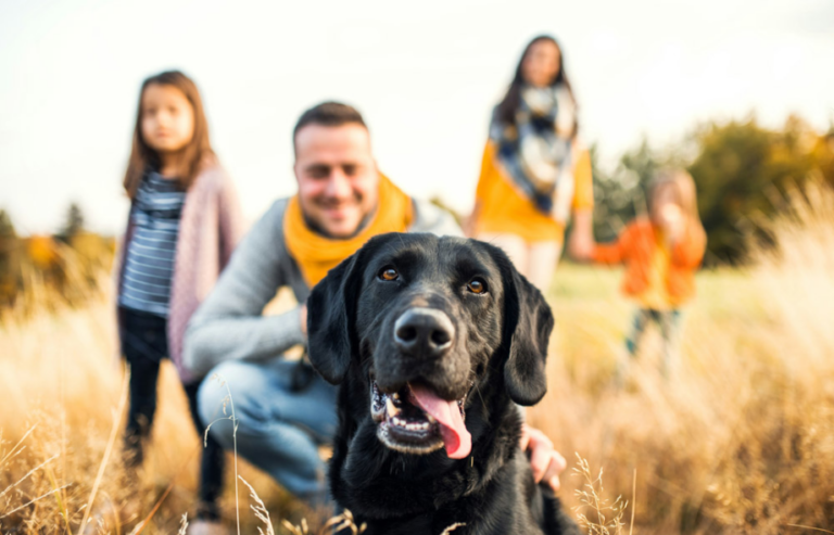 Back to school period for pets | PawSquad