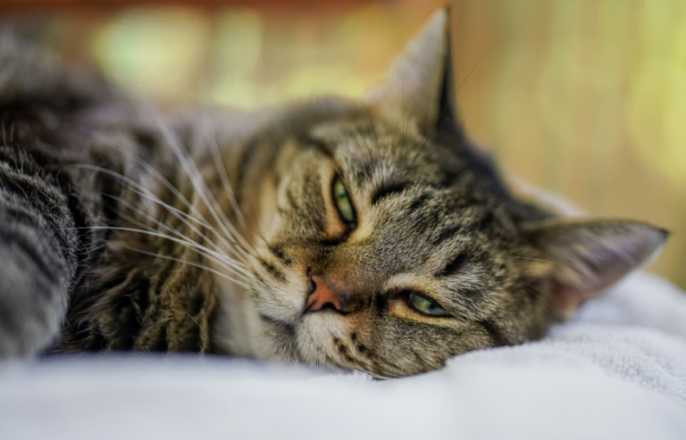 Cat flu and rhinitis in cats | PawSquad