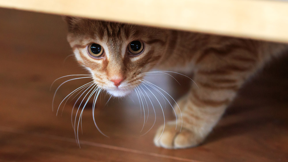 Fireworks season for cats - preparation | PawSquad