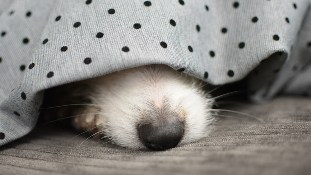 Fireworks season for dogs - preparation | PawSquad