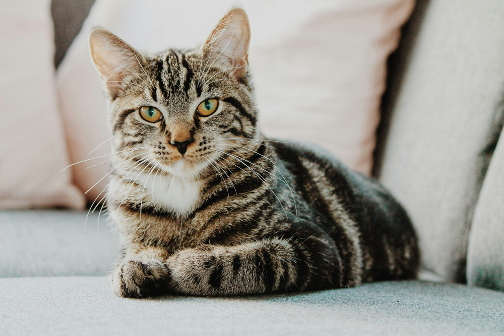 Keeping pets in good shape | PawSquad