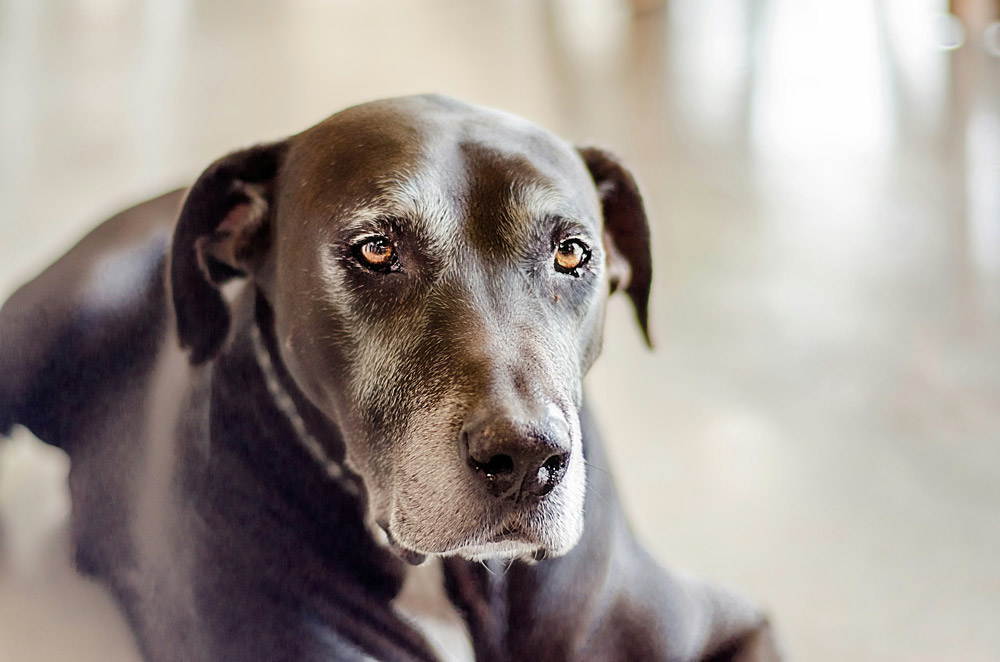 Keeping pets in good shape | PawSquad