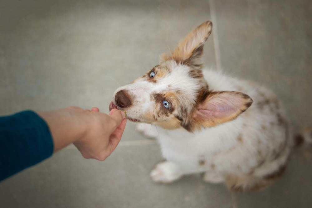 Keeping pets in good shape | PawSquad
