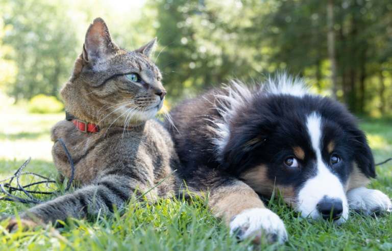 Keeping pets in good shape | PawSquad